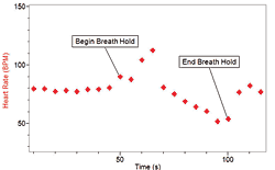 Holding breath in cold water decreases heart rate