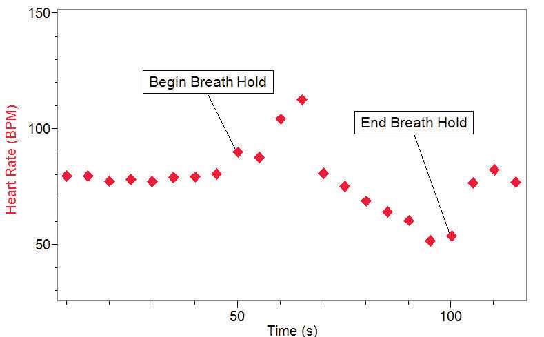 Holding breath in cold water decreases heart rate