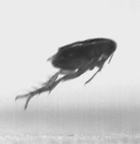 Jumping flea