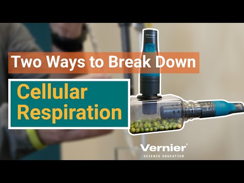 Two Simple Ways of Breaking Down Cellular Respiration for Your Students Webinar