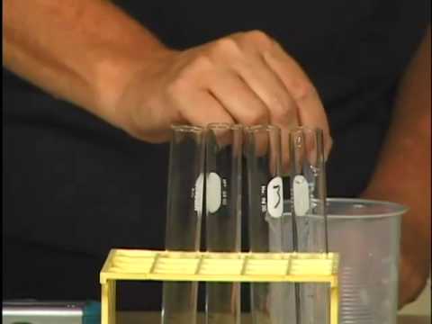 Enzyme Action (LabQuest)