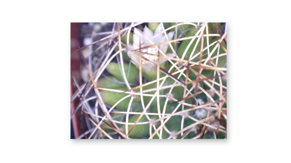Cactus flower captured in Logger Pro