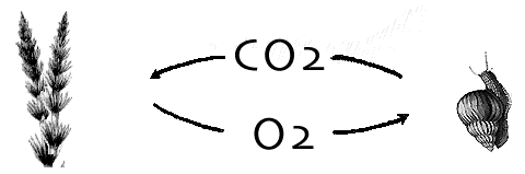 Interdependence of Plants and Animals > Experiment 28 from Agricultural  Science with Vernier