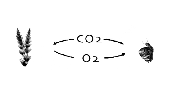 Interdependence of Plants and Animals - Vernier Interdependence of Plants and Animals - Vernier