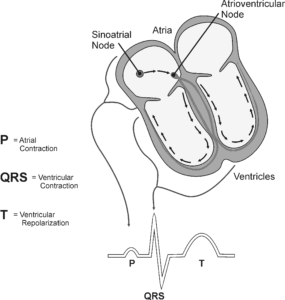 Physiology Accessory Kit