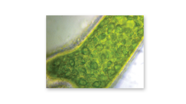 Algal cell at 600X