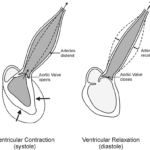 Illustration of ventricular contraction