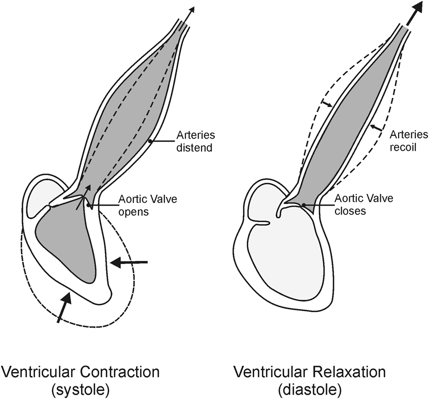 Illustration of ventricular contraction